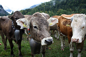 Viehscheidsaison im Allgäu - Infos zu Pendelverkehren