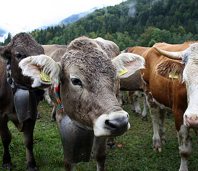 Viehscheidsaison im Allgäu - Infos zu Pendelverkehren 2025